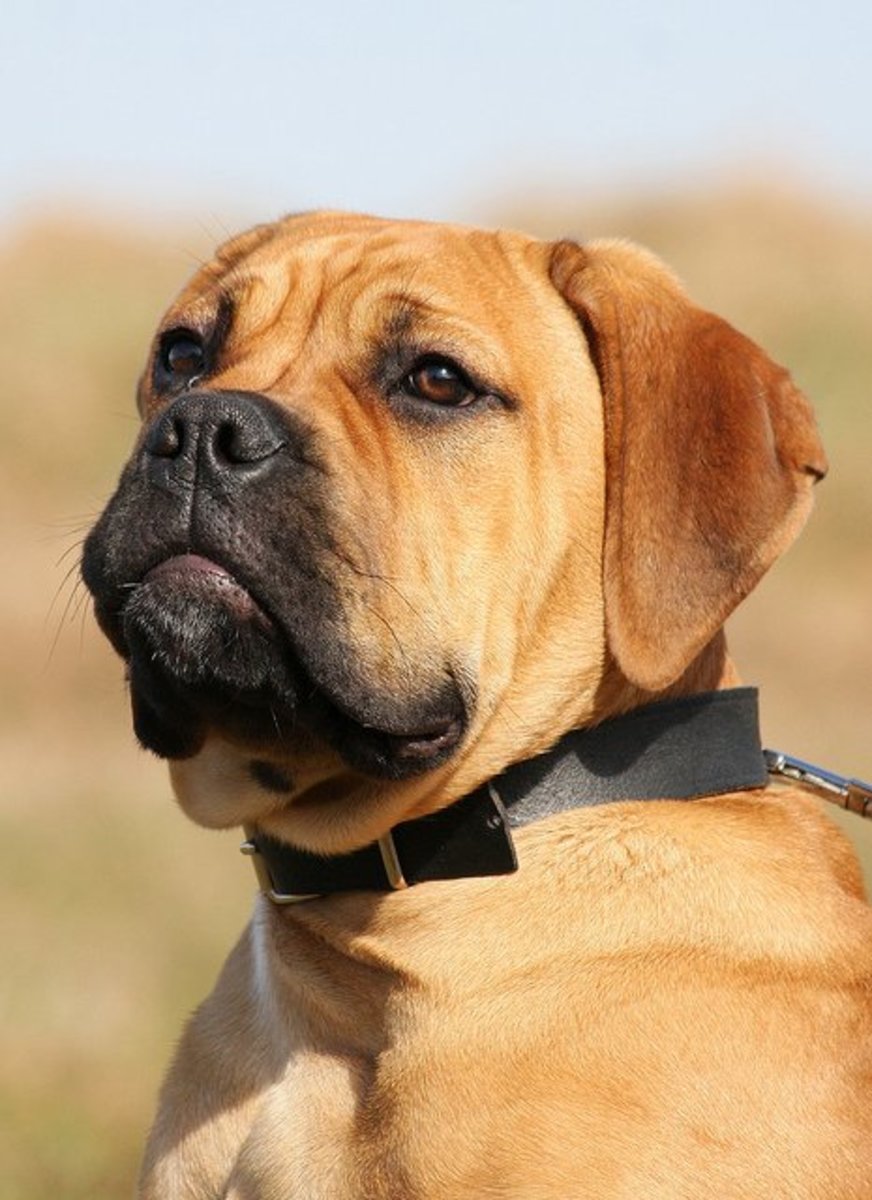 Tough Dog Names From England For A Bullmastiff PetHelpful