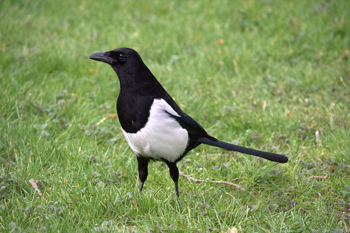 Garden Birds Are Magpies Really Bad? Owlcation