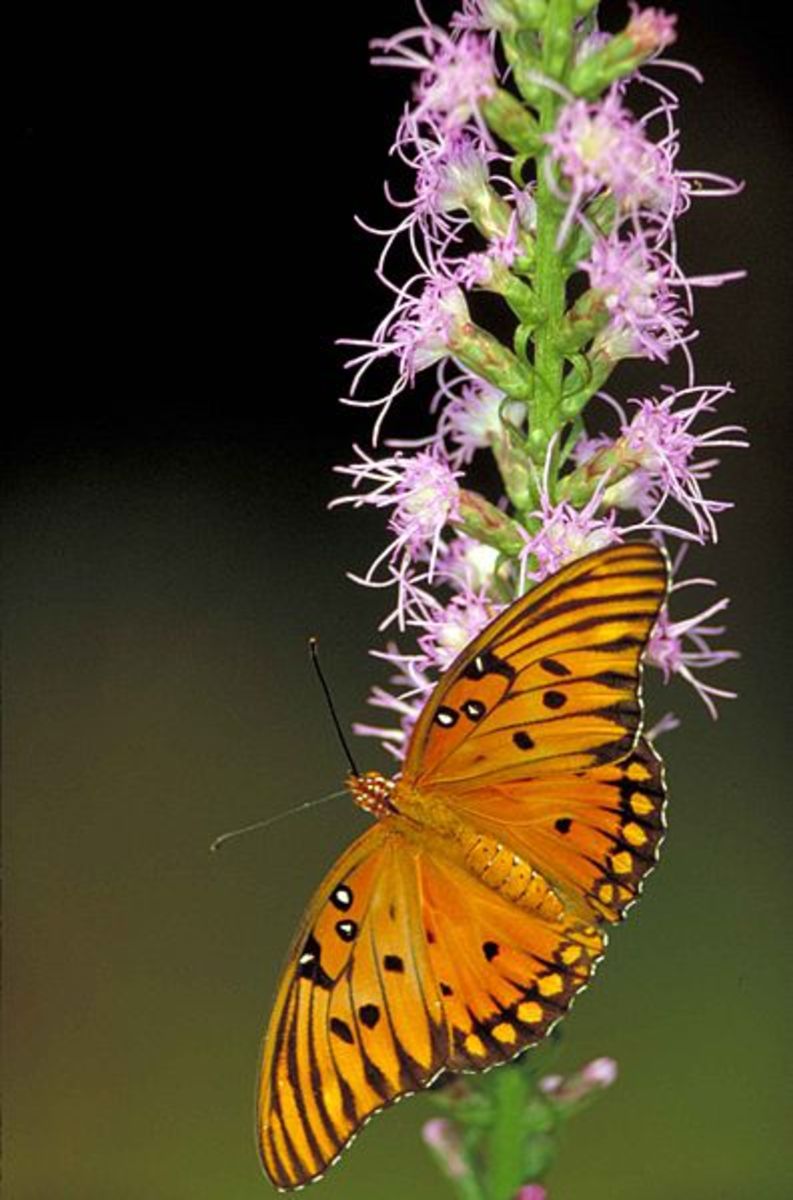 Common Butterflies Found in Coastal Southern California hubpages