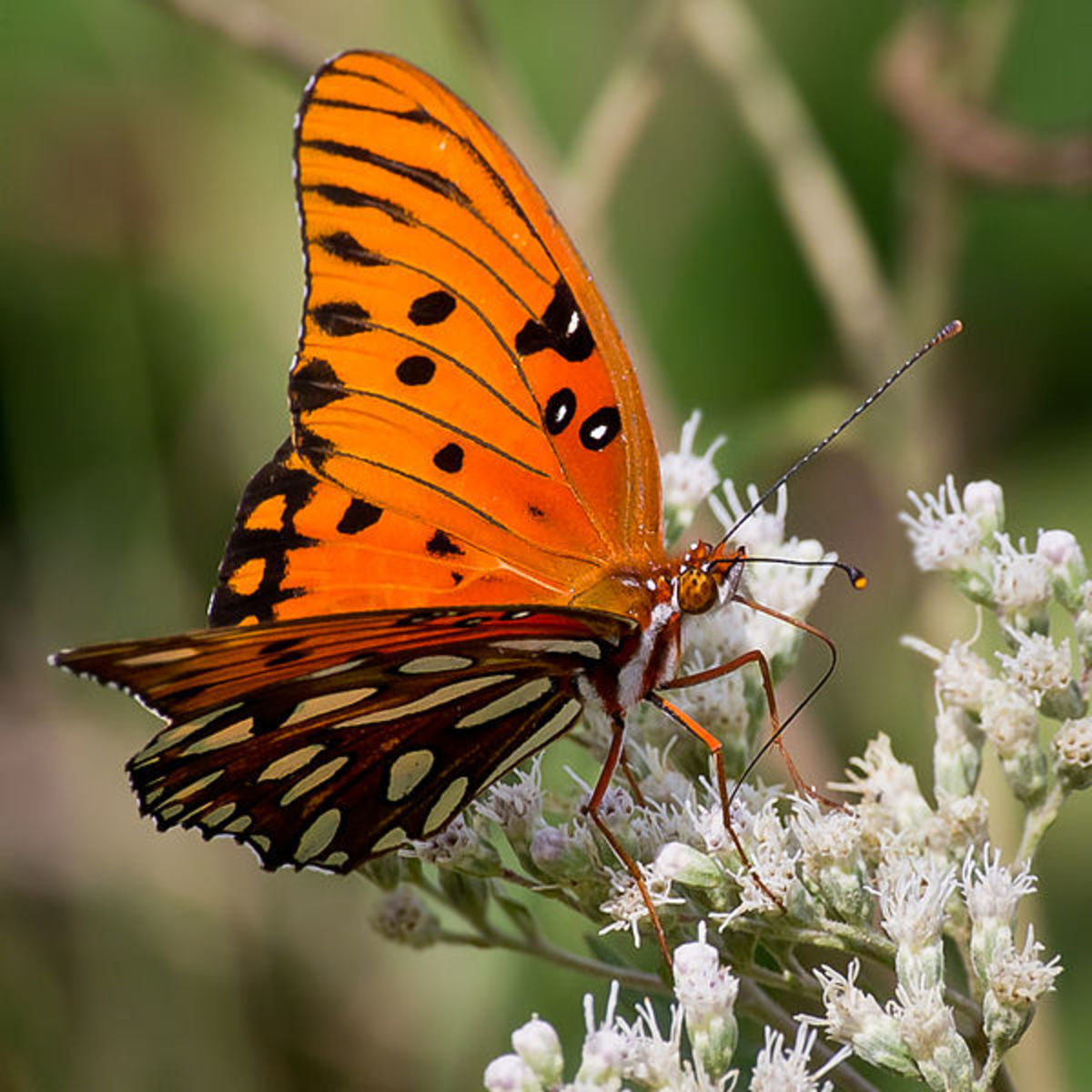 Common Butterflies Found in Coastal Southern California HubPages