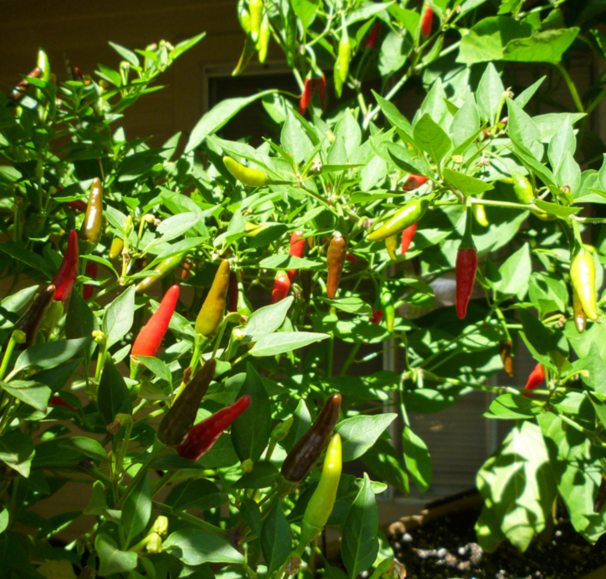 How to Grow Pequin Peppers Dengarden