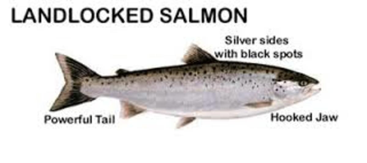 Catching Maine's Landlocked Salmon HubPages