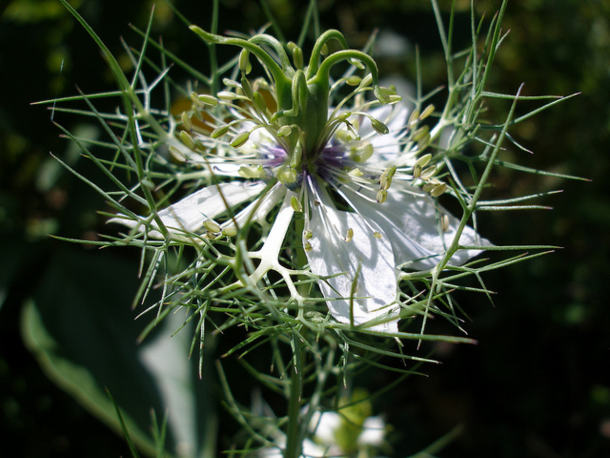 Plant Spotlight LoveinaMist (Nigella Damascena) Dengarden