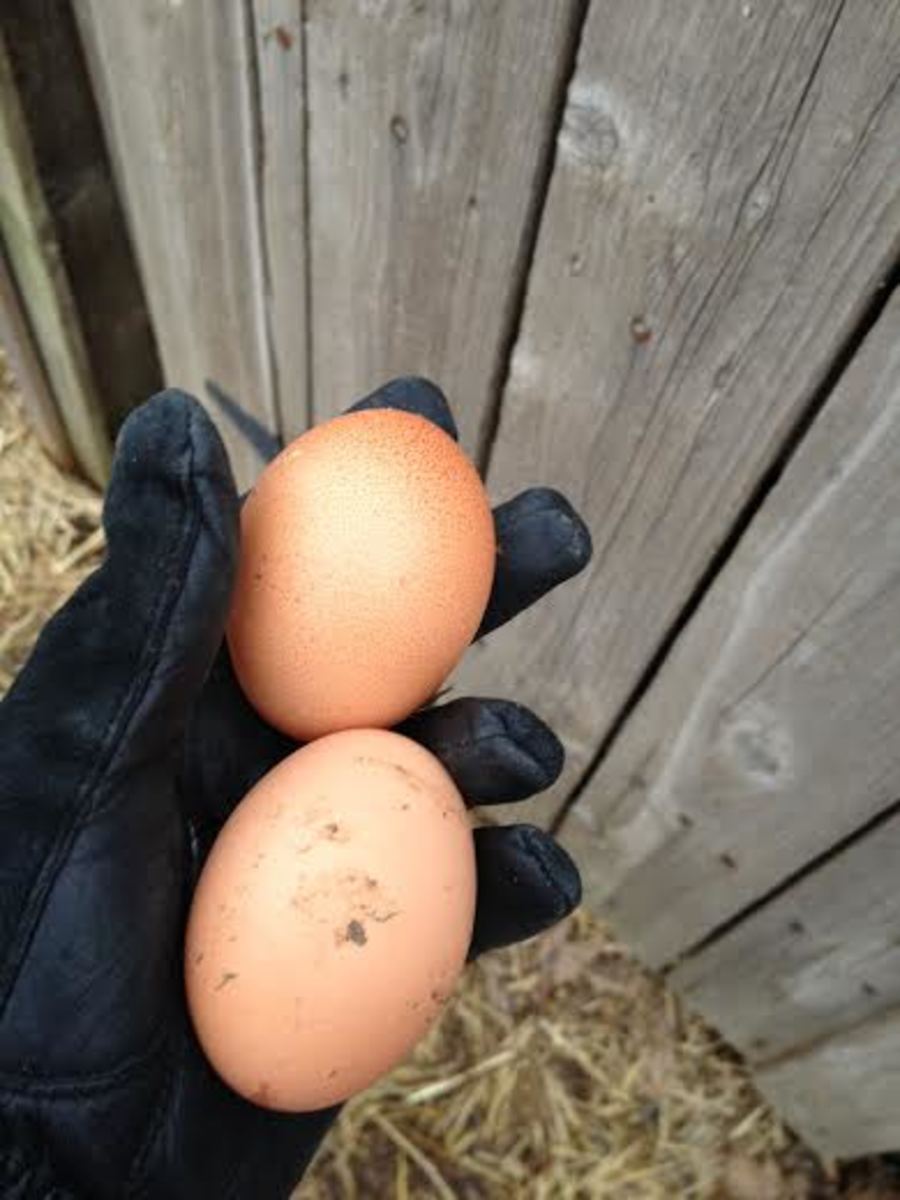 What Color Eggs Do White Rocks Lay at Charles Cervantes blog