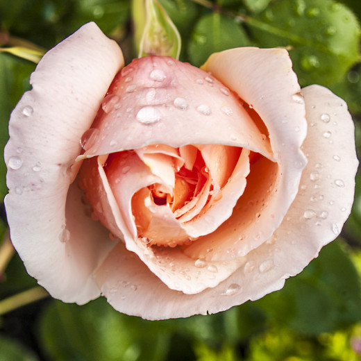 Tips for Ordering Flowers Online