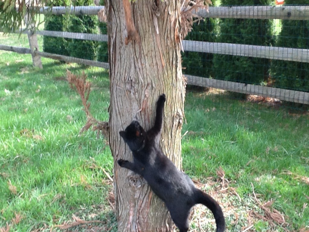 Outdoor vs Indoor Cat HubPages