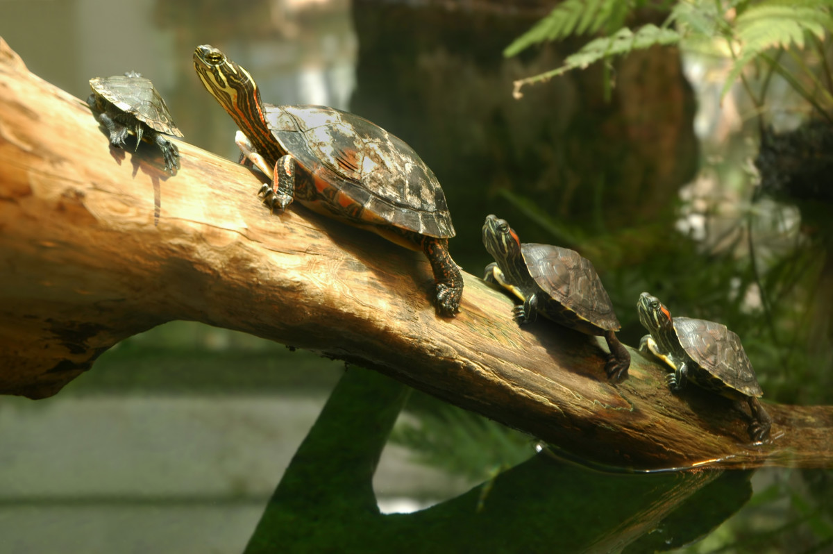 40 Pet Turtle Names PetHelpful