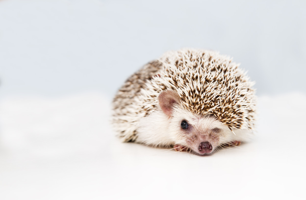 Cute and Funny Hedgehog Names (From Button to Zuri) PetHelpful