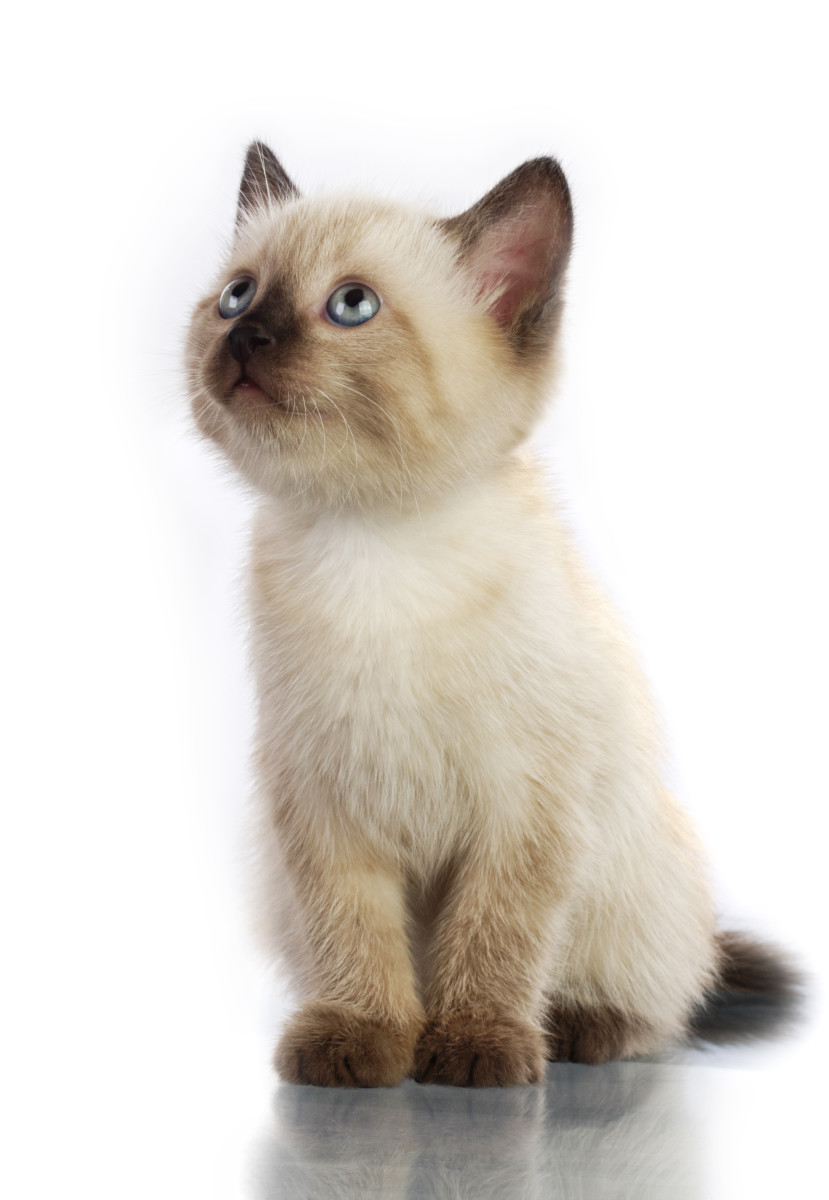 Siamese Cat Names Girl
