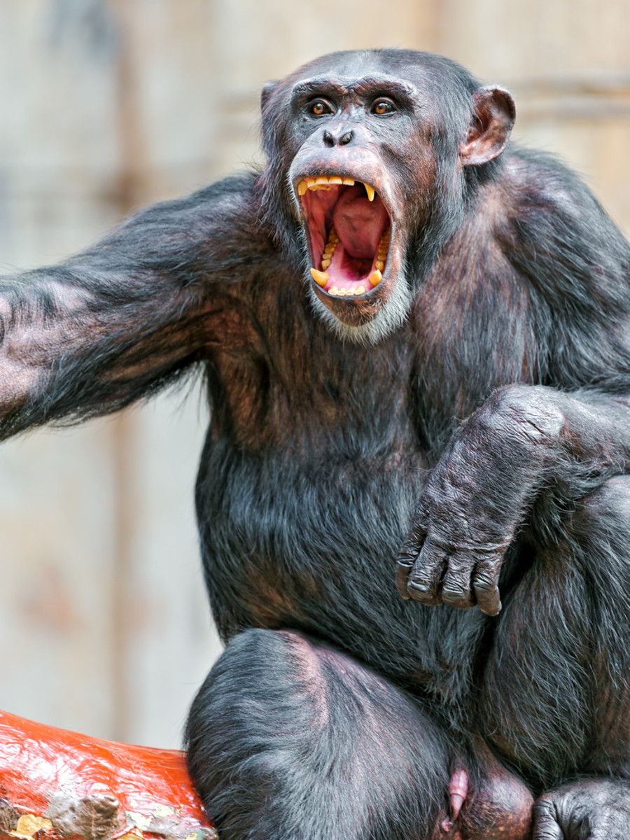 Top 10 Most Dangerous Legal Exotic Pets PetHelpful