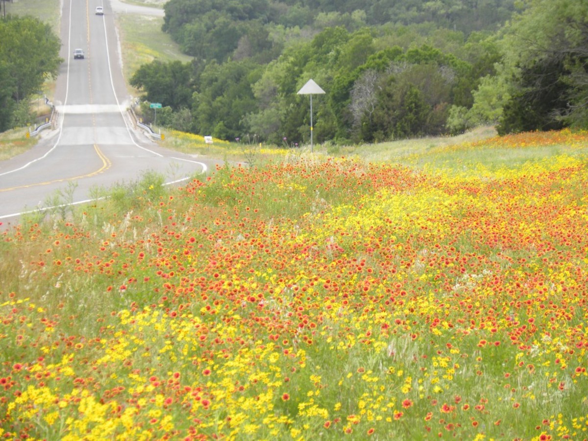 Spring in Central Austin Texas Great Photos of Wildflowers and