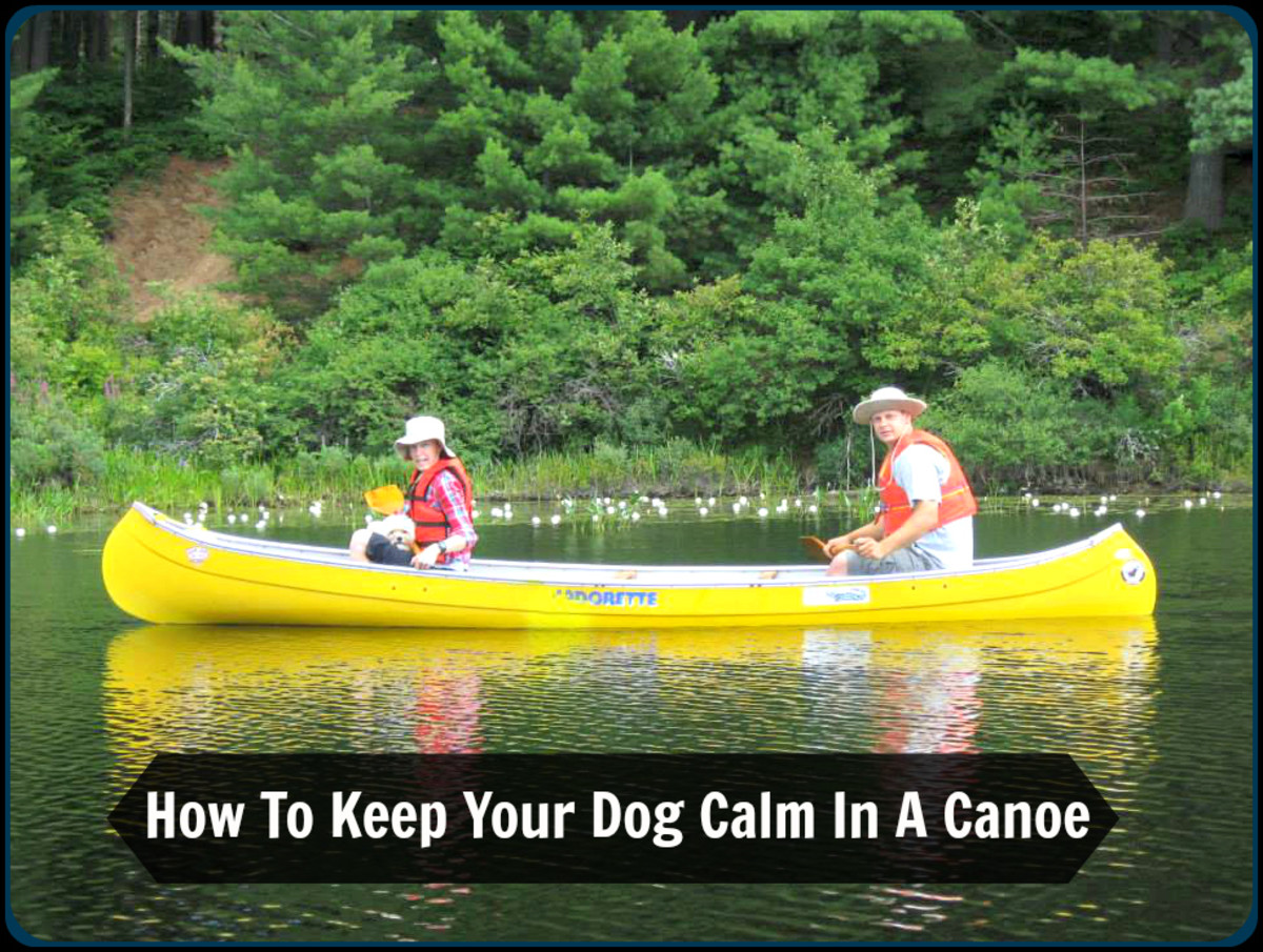 Safety Tips for Canoeing With Your Dog PetHelpful