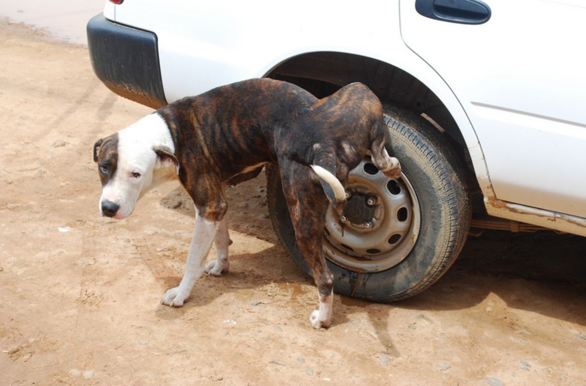 Understanding Dog Marking Behaviors PetHelpful