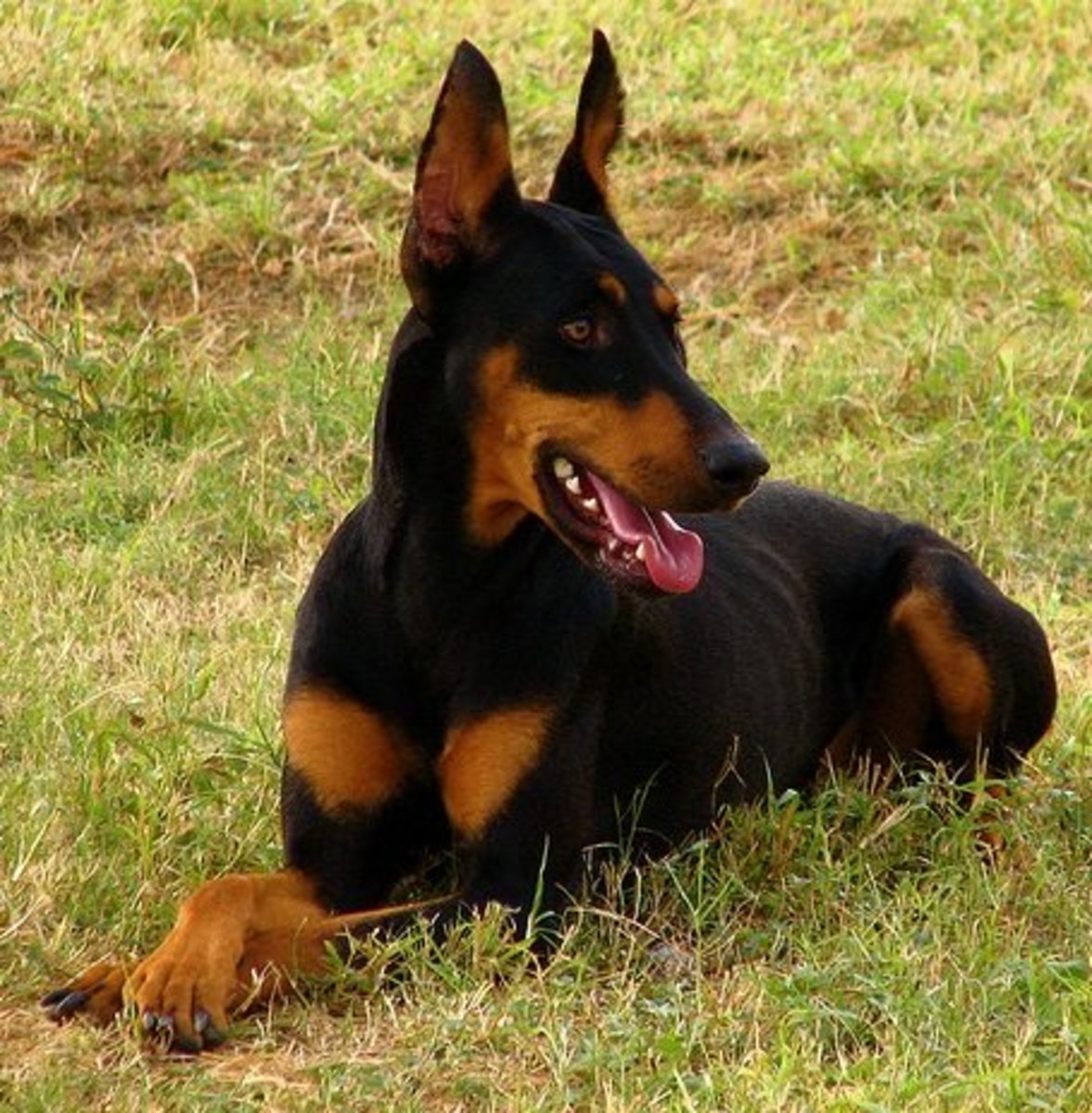 Four Great Large Dog Breeds With Long Life Expectancy