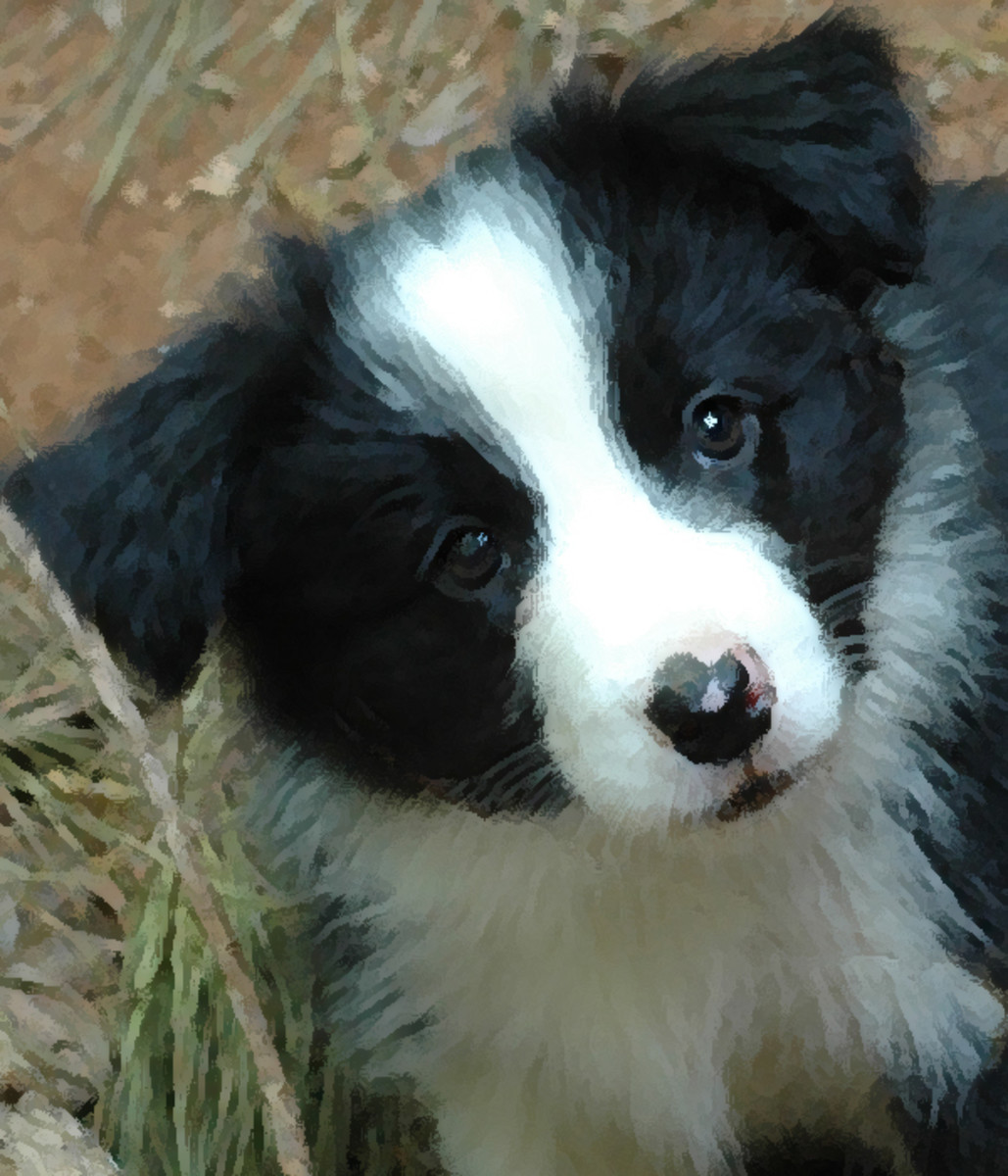 Pictures of Puppies 45 Free Cute Border Collie Puppy Images HubPages