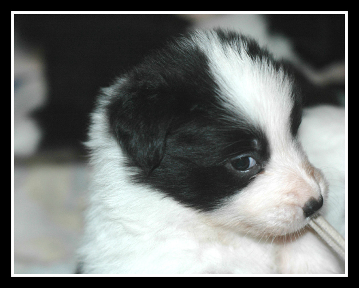 Pictures of Puppies 45 Free Cute Border Collie Puppy