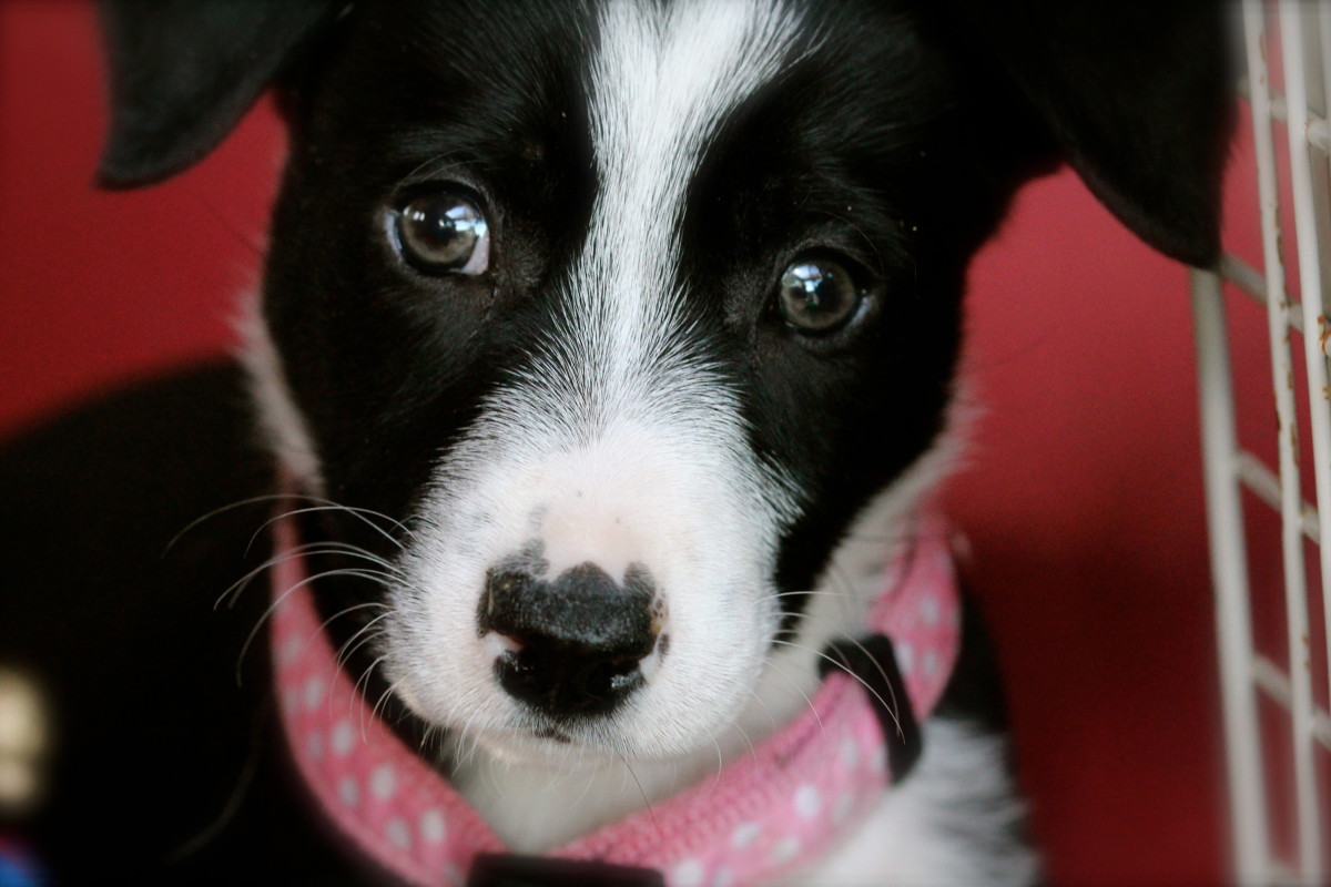 Information About a McNab Puppy PetHelpful