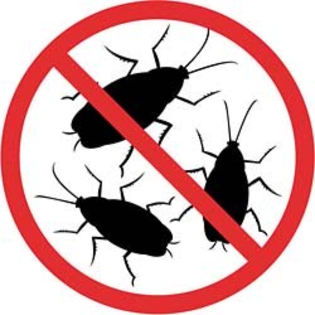 How to Get Rid of Cockroaches Forever Dengarden