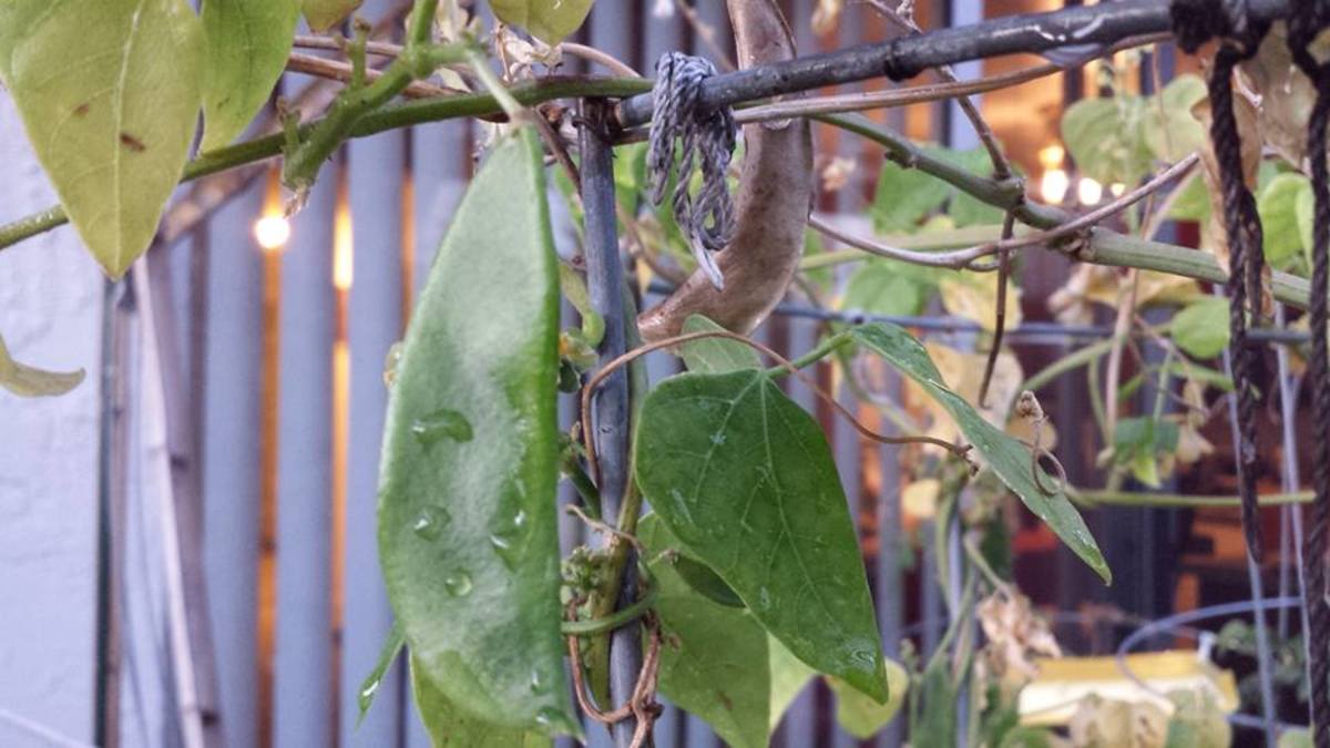 Vegetables Grown in the Philippines Know Your Veggies and Their