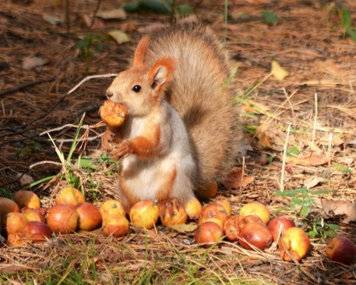 New Research Shows a Link Between Obesity and Hoarding HealDove