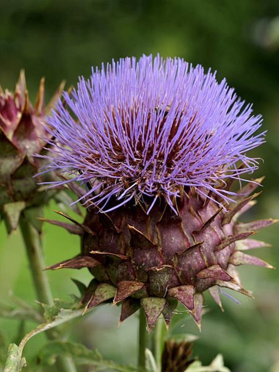 Artichoke Health Benefits, Supplements, and Nutrition Facts CalorieBee