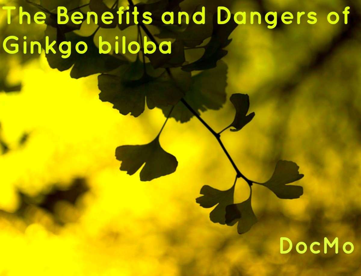 Benefits and Dangers of Ginkgo biloba HubPages