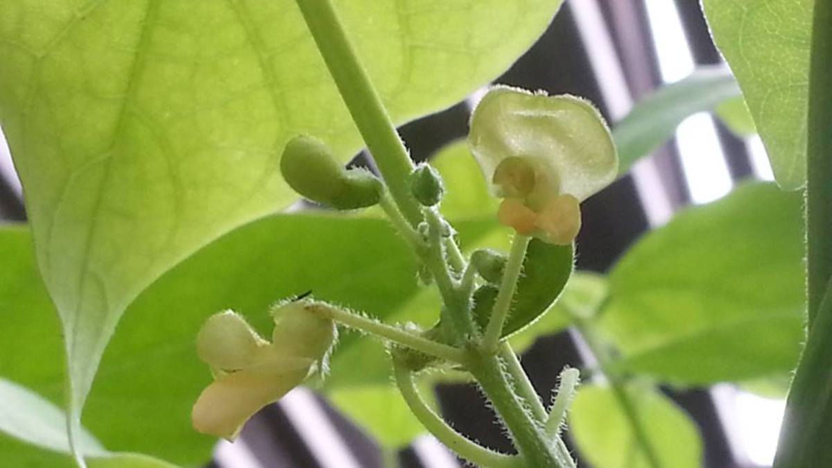 What Is The Filipino Of Patani at Charlette Hatcher blog