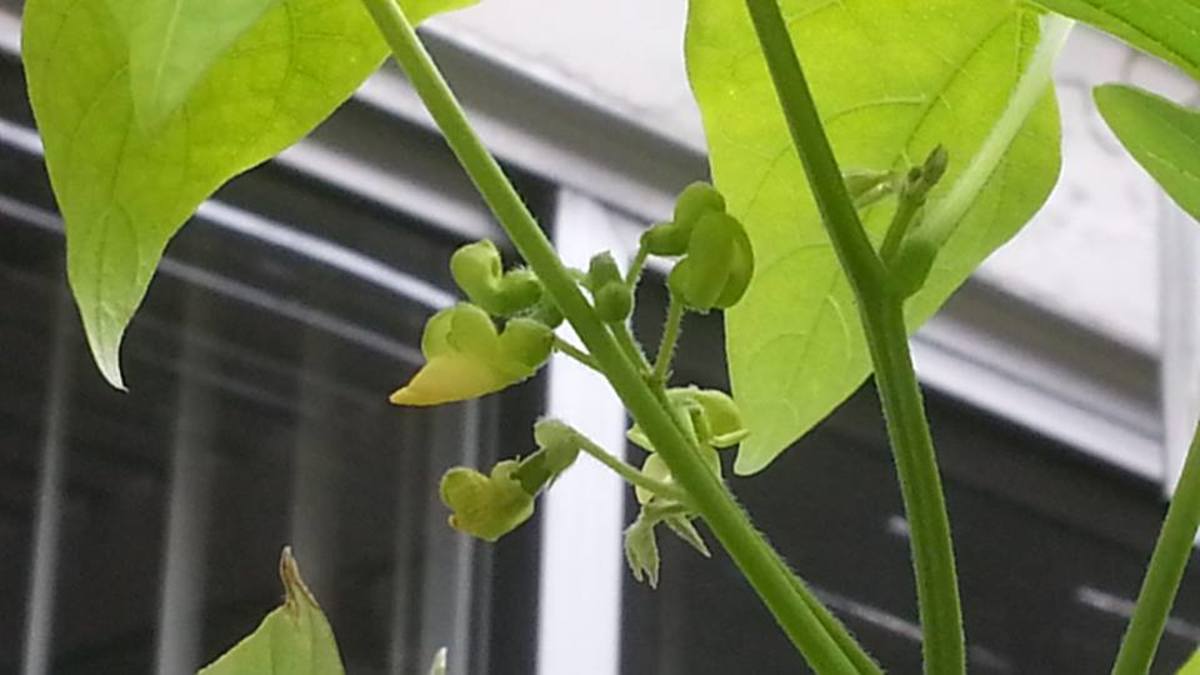 Vegetables In The Philippines HubPages