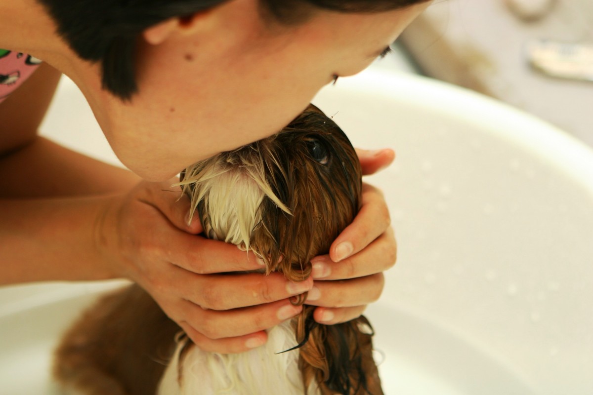 Go Ahead, Kiss Your Pet 7 Things Dirtier Than Your Cat's Mouth