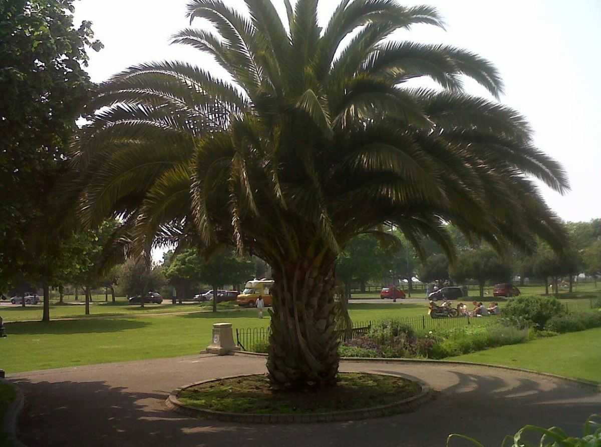 How far North do Palm Trees Survive? Maps Pictures and Answers HubPages