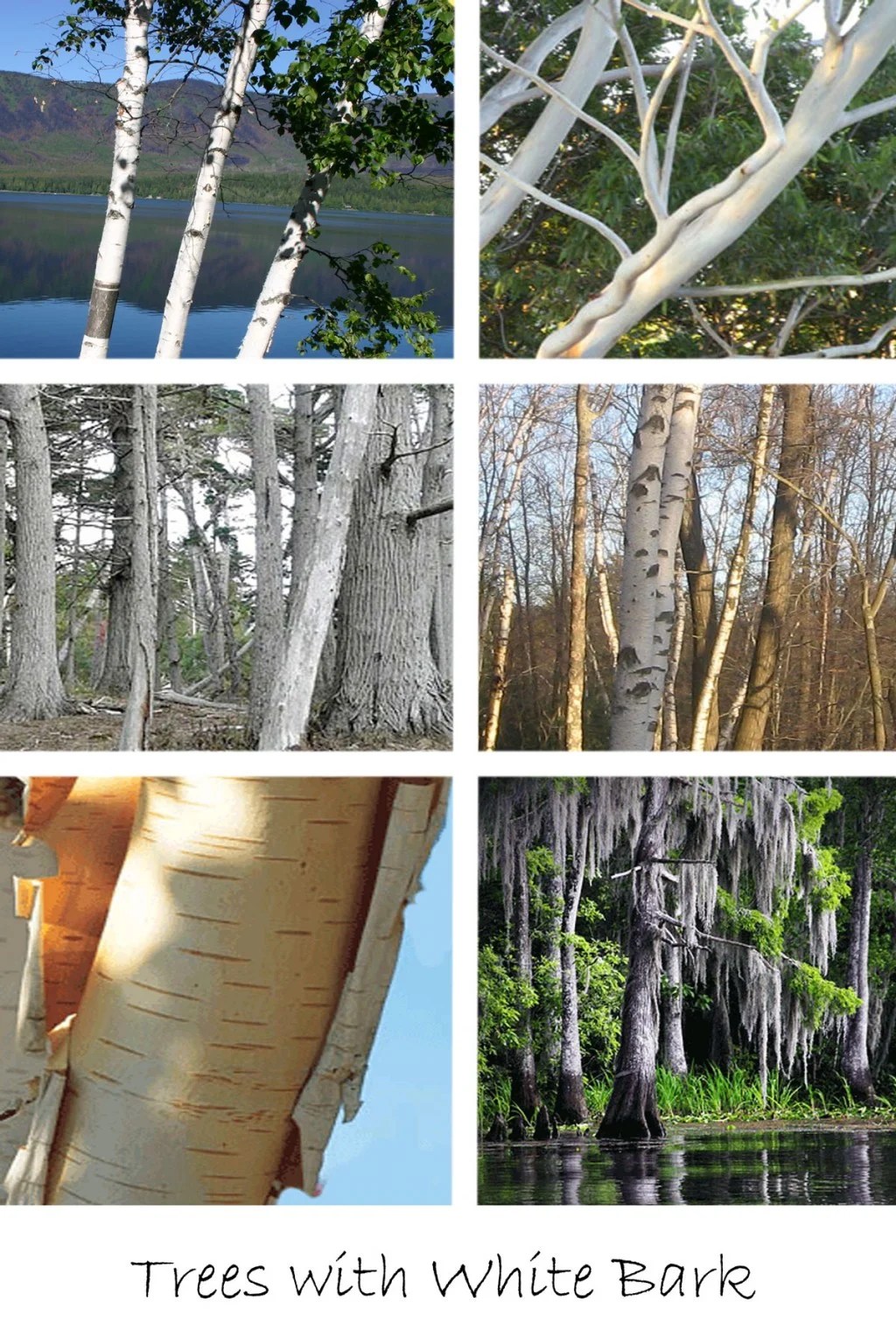 10 Wonderful Trees With White Bark Dengarden
