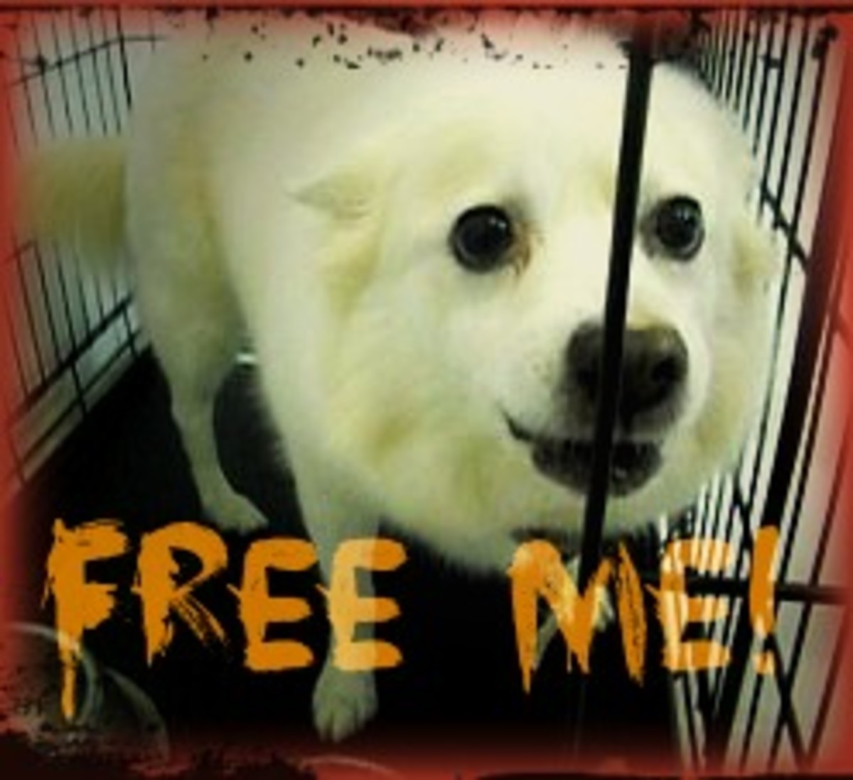 Why It’s Cruel to Keep Dogs as “Pets” HubPages