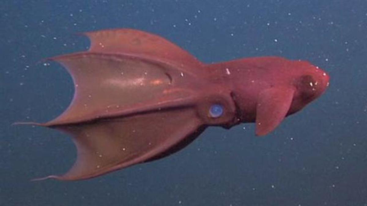 The Coolest Underwater Animals The 15 Most Unusual Sea Creatures