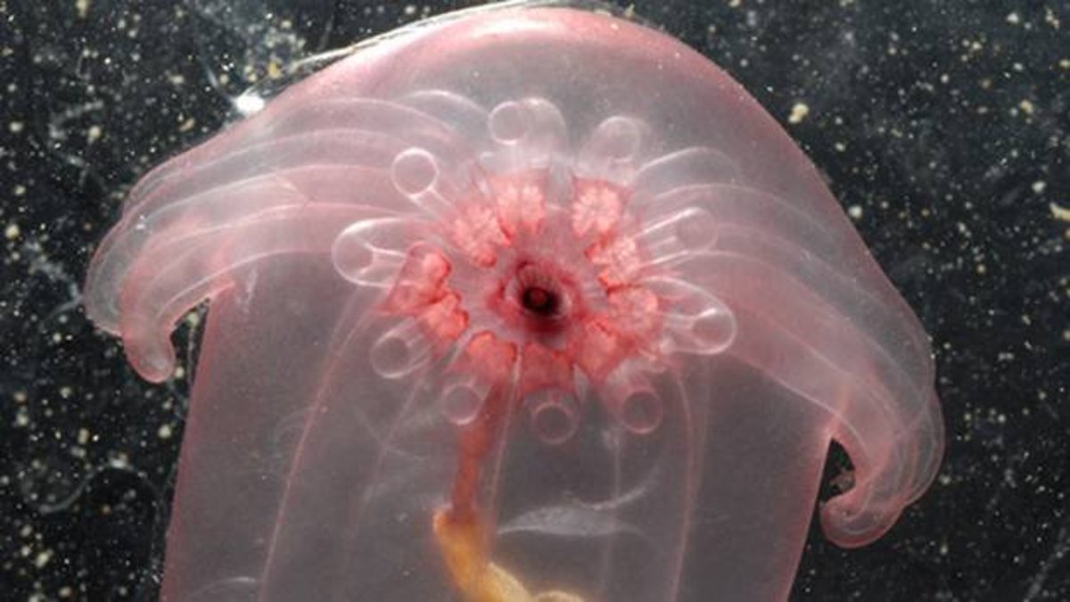 The Coolest Underwater Animals The 15 Most Unusual Sea Creatures