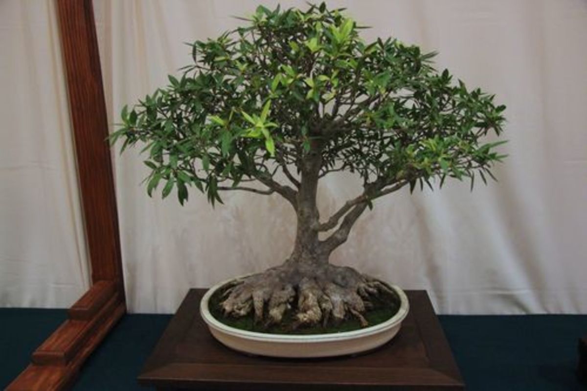 Five Species That Make Great Indoor Bonsai Dengarden