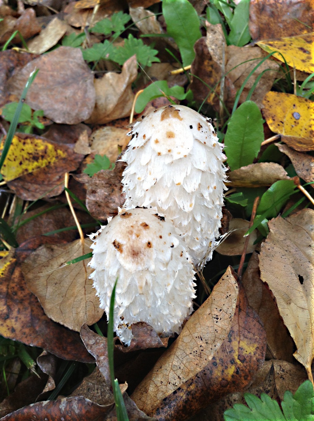 Shaggy Manes and Inky Caps Mushrooms, Uses and Health Effects Owlcation