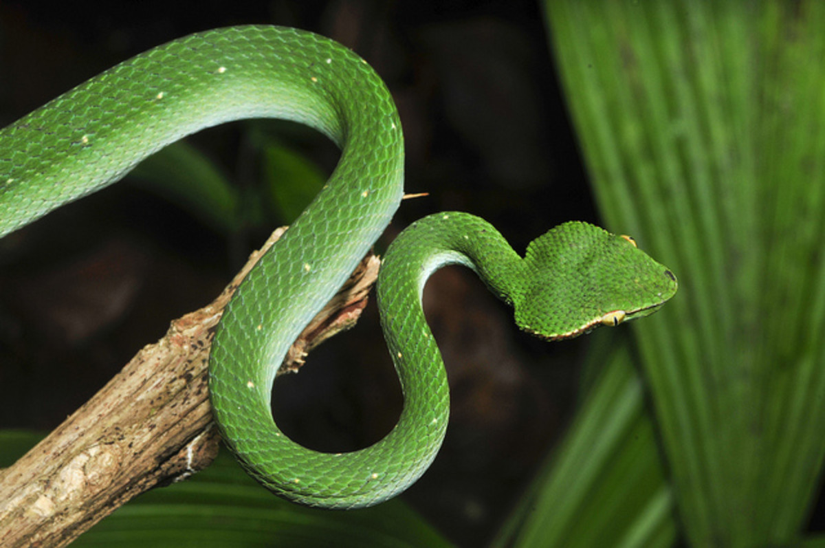 Philippines Islands Venomous Snakes and Poisonous Spiders and Other