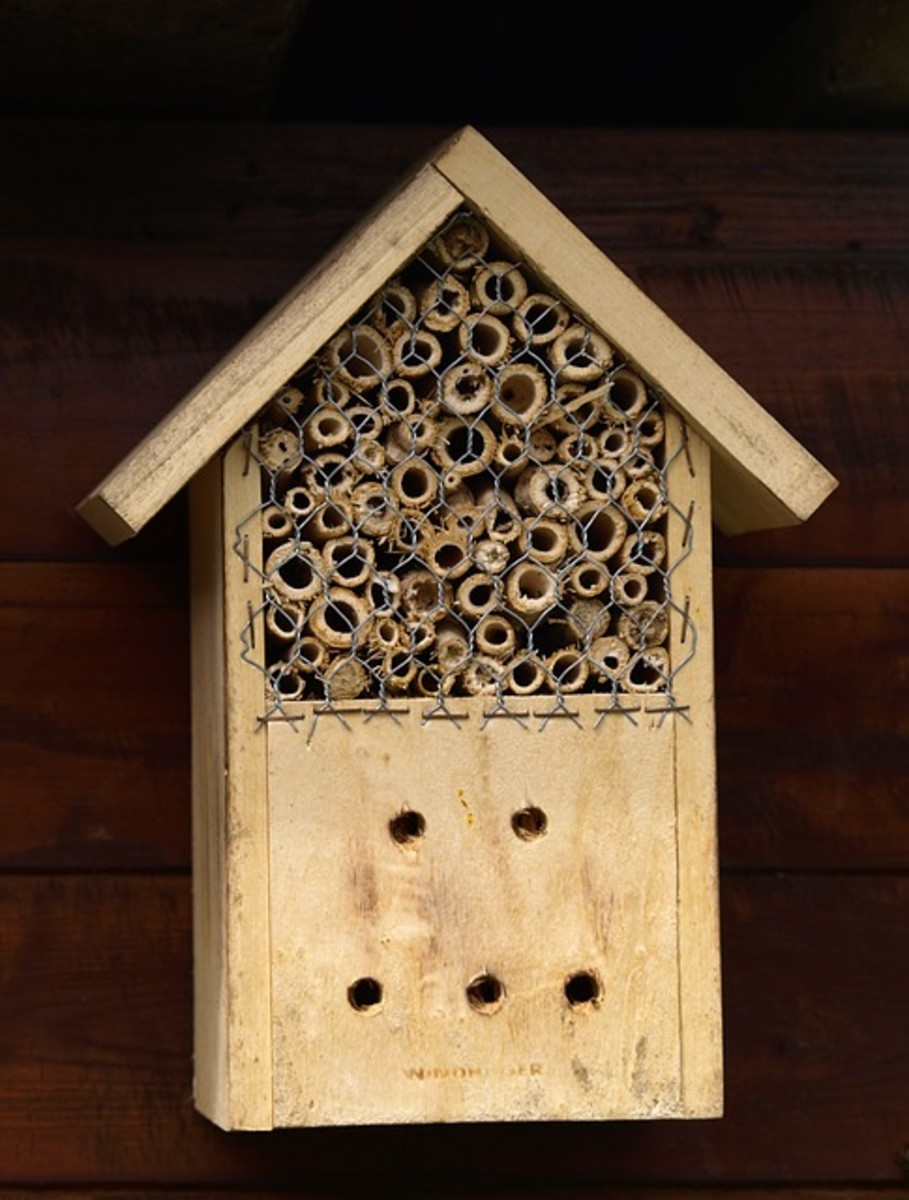 Make an Insect Hotel to Attract Bugs to Your Yard