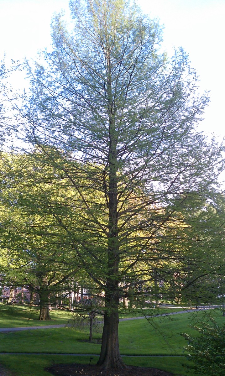 Bald Christmas Trees Meet the Trees Introducing the Bald Cypress (Taxodium distichum