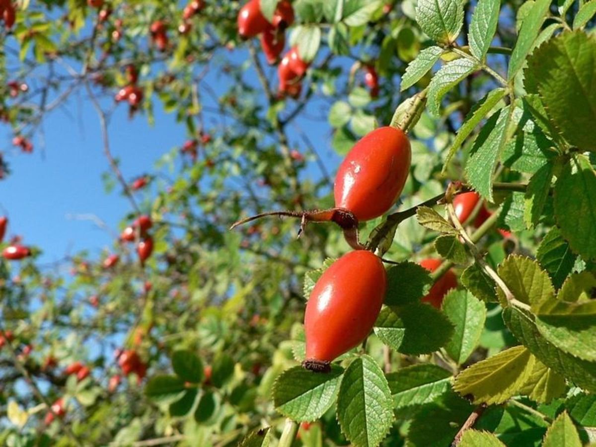 What are Rose Hips? Many Uses of Rose Hips HubPages