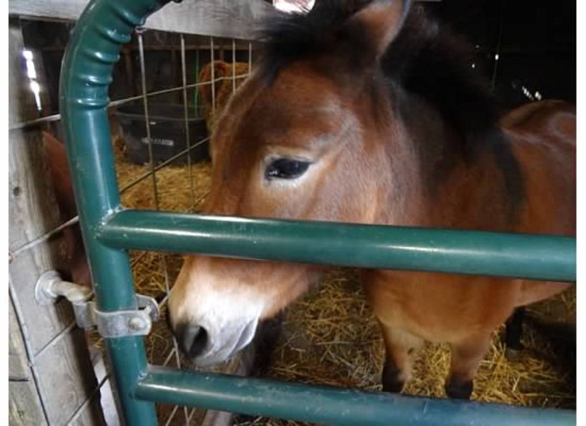 Agritourism in Illinois HubPages