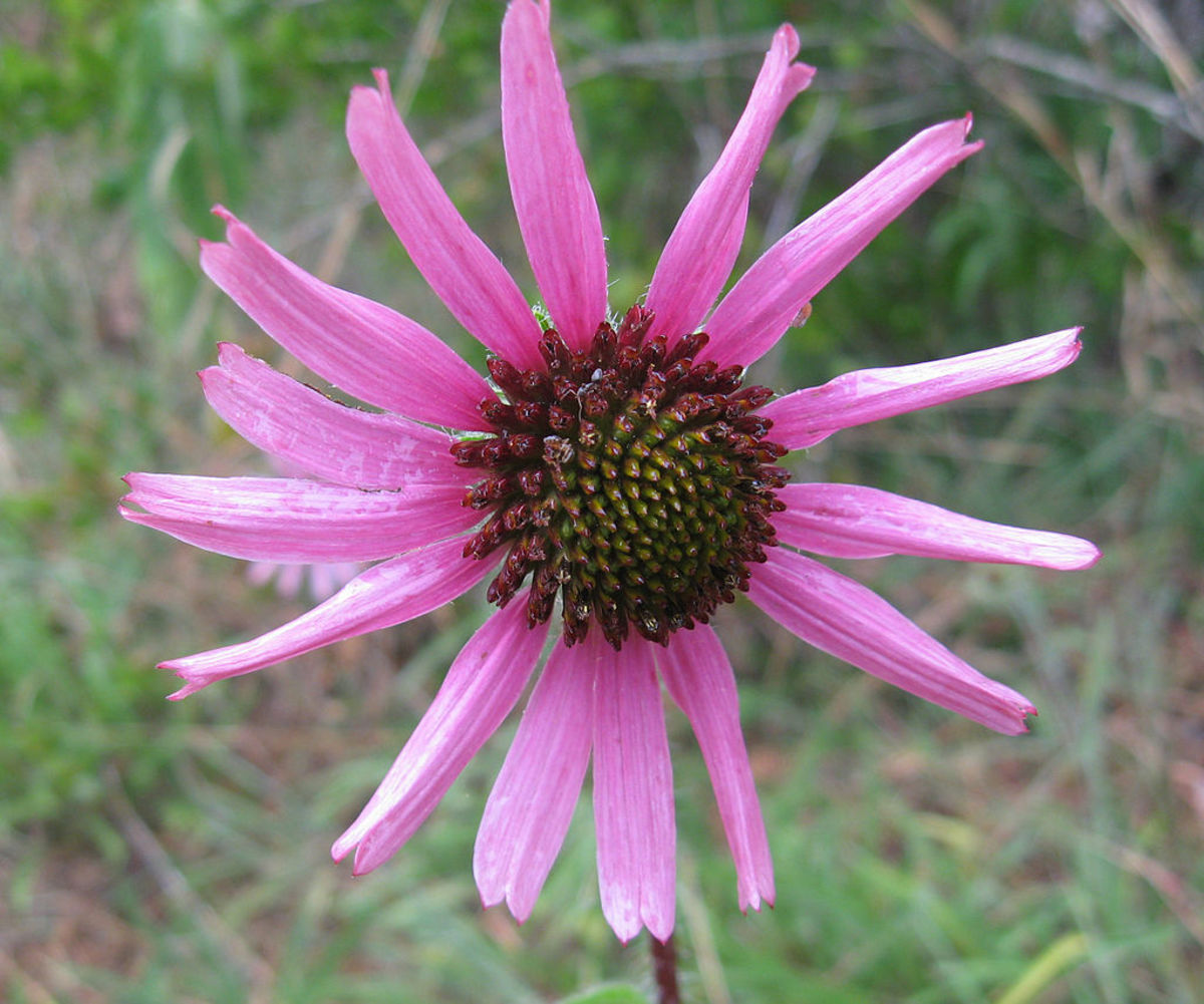 How to Grow Coneflowers (Echinacea Purpurea) Dengarden