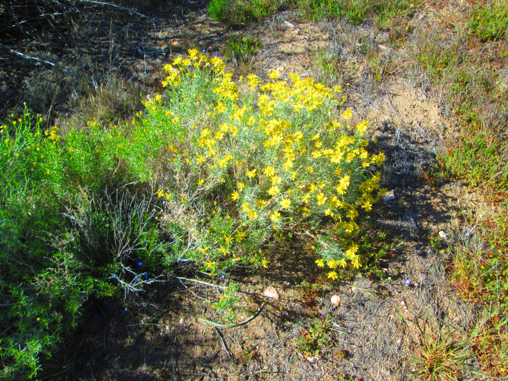 Wildflowers And Shrubs In The San Bernardino Mountains HubPages
