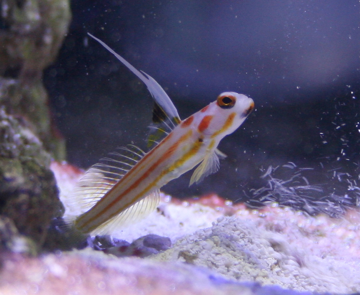 Good Fish For Small Saltwater Tank at Barbara Shaw blog