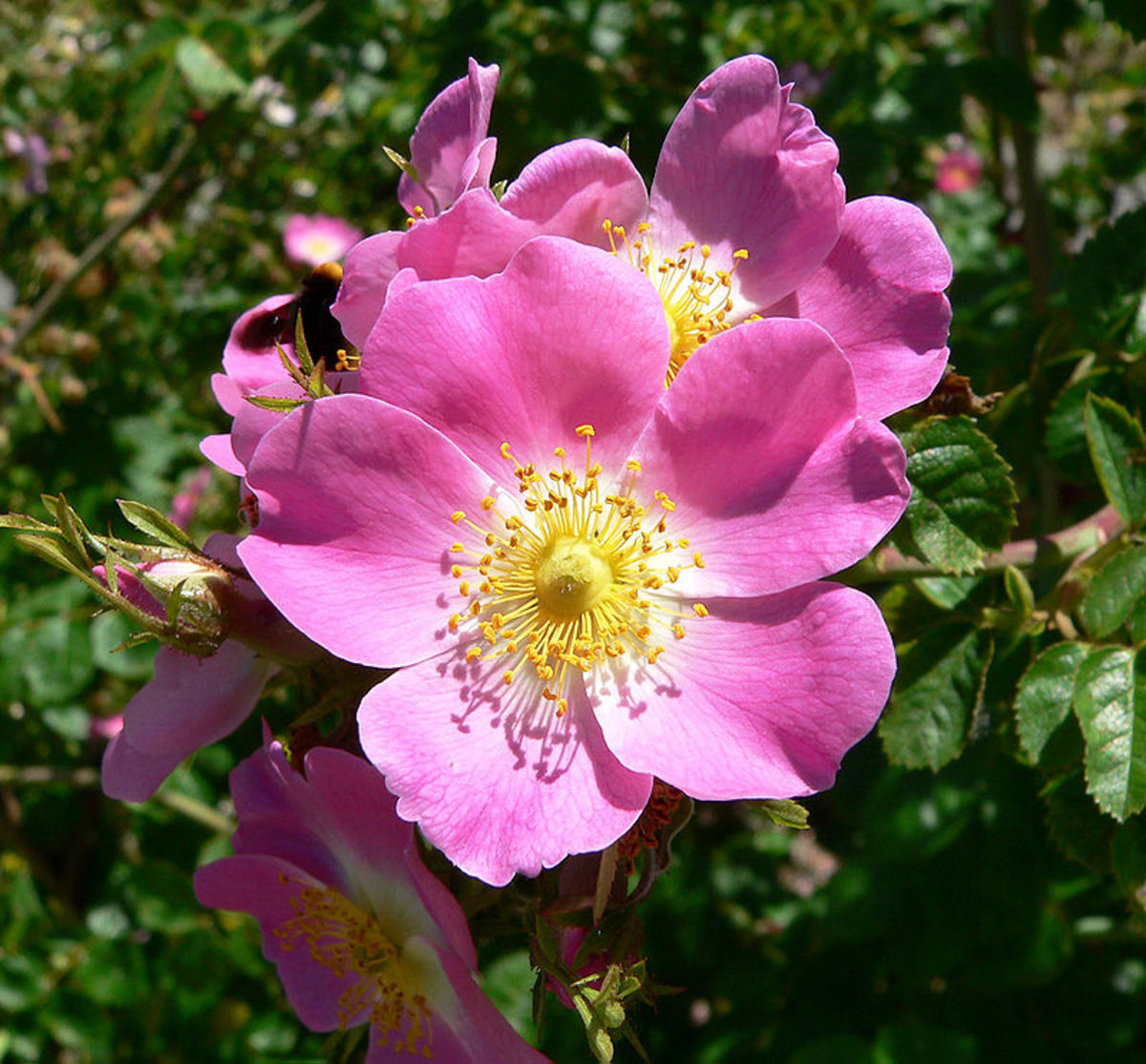 Heirloom Roses The Eglantine (Sweet Briar) Rose HubPages