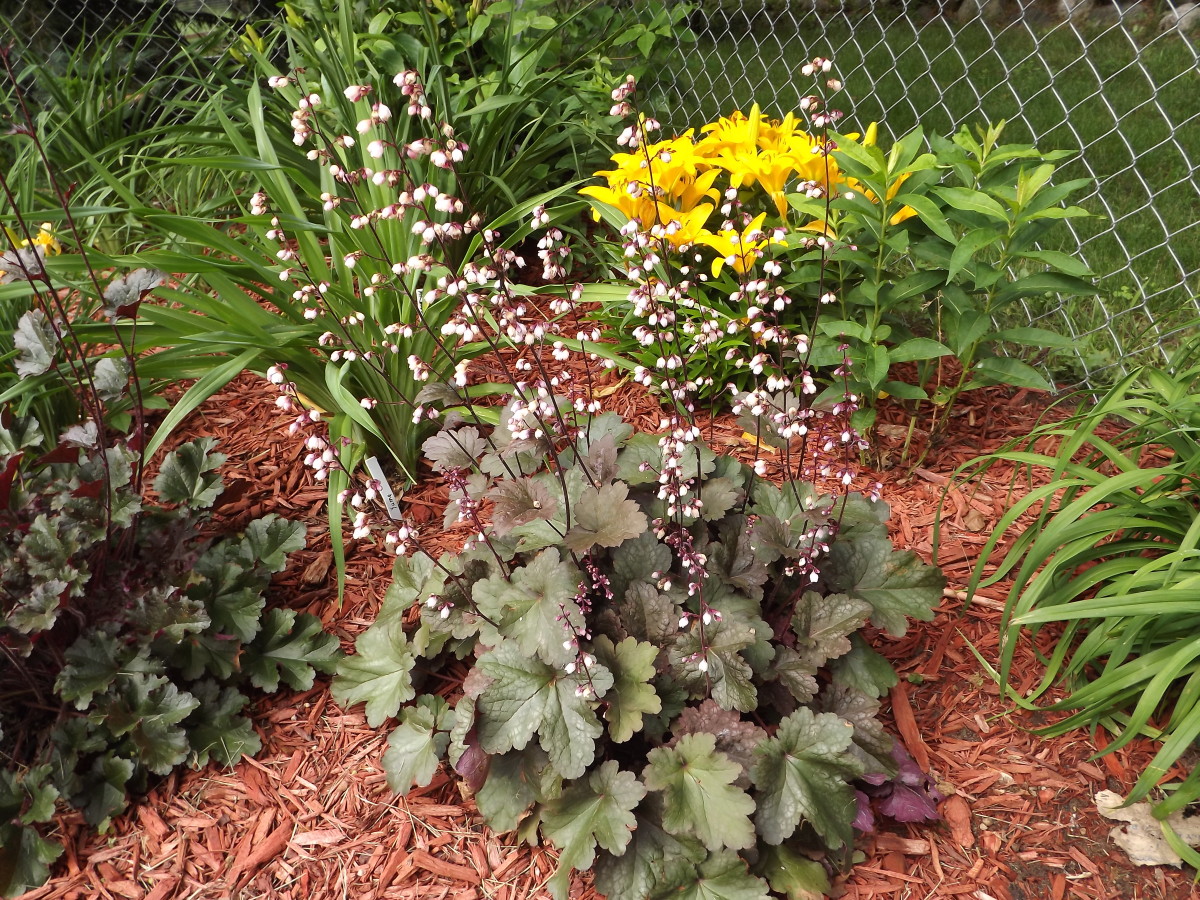 How to Plan a Perennial Flower Garden Dengarden