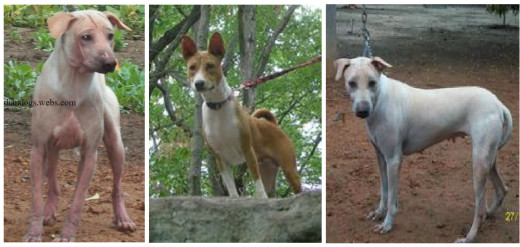 Indian Dogs that don't Bark hubpages