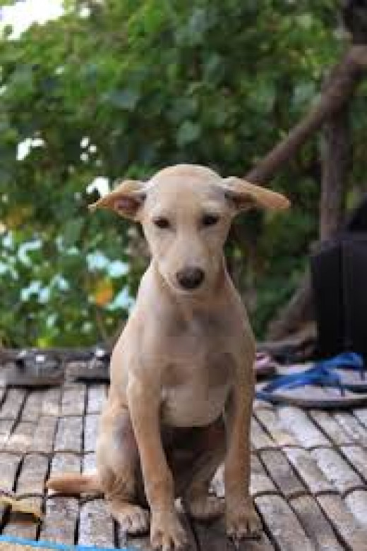 Indian Dogs that don't Bark hubpages