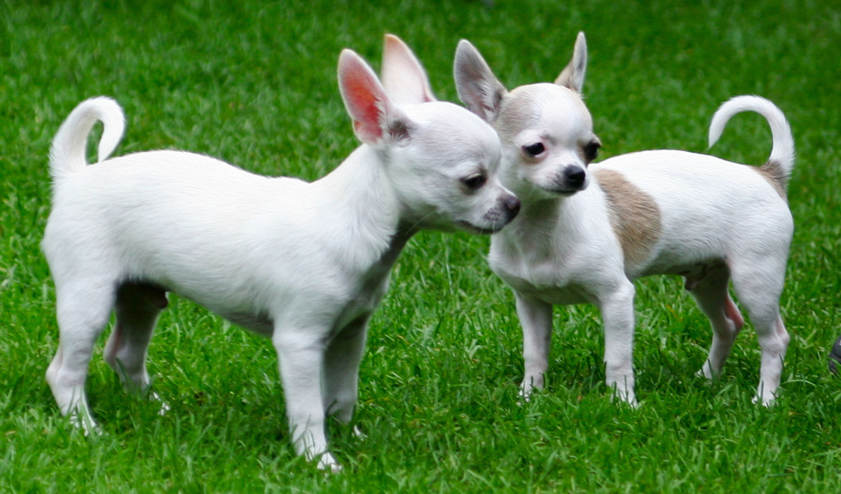 Chihuahua Names Male, Female, Cute, & Mexican PetHelpful