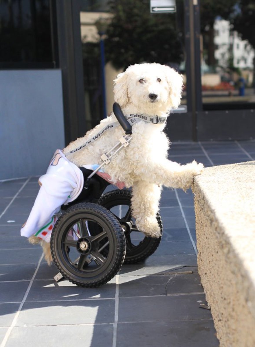 If My Dog Has Canine Intervertebral Disc Disease, Will He